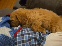 Leo miniature Goldendoodle , a male Goldendoodle for sale in Roanoke, VA – 3 of 8