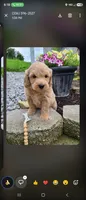 Leo miniature Goldendoodle , a male Goldendoodle for sale in Roanoke, VA – 6 of 8