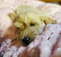 Leo miniature Goldendoodle , a male Goldendoodle for sale in Roanoke, VA – 8 of 8