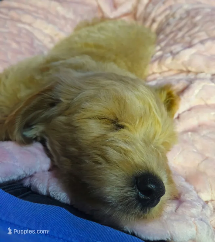 Leo miniature Goldendoodle  – Goldendoodle puppy for sale in Roanoke, VA
