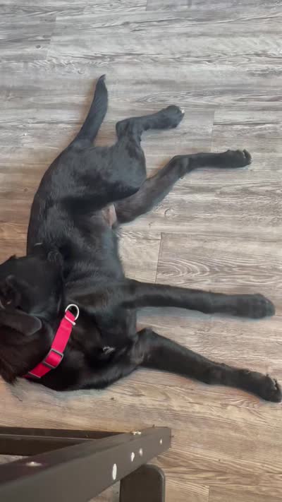 Cooper, a male Labrador Retriever for sale in Dallas, TX – 2 of 2