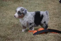 Rumor - BMM #2, a male Miniature Australian Shepherd for sale in Oakley, KS – 2 of 4