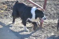 Ready Black Bi Female - Freckles, a male Australian Shepherd for sale in Oakley, KS – 6 of 6
