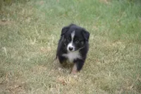 Rumor - Black Tri Male, a male Australian Shepherd for sale in Oakley, KS – 4 of 5