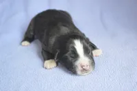 Ready Black Bi Female - Freckles, a male Australian Shepherd for sale in Oakley, KS – 3 of 6