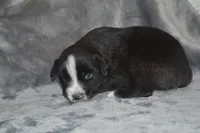 Ready Black Bi Female - Freckles, a male Australian Shepherd for sale in Oakley, KS – 4 of 6