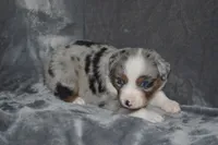 Rumor - BMM #2, a male Miniature Australian Shepherd for sale in Oakley, KS – 3 of 4