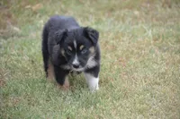 Rumor - Black Tri Female, a female Australian Shepherd for sale in Oakley, KS – 2 of 4