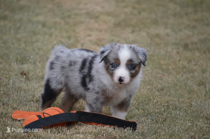 Rumor - BMM #2 – Miniature Australian Shepherd puppy for sale in Oakley, KS