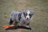 Rumor - BMM #2, a male Miniature Australian Shepherd for sale in Oakley, KS – 1 of 4