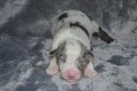 Rumor - BMM #1, a male Miniature Australian Shepherd for sale in Oakley, KS – 3 of 3