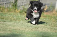 Ready - Black Bi #1, a male Australian Shepherd for sale in Oakley, KS – 2 of 3