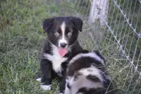 Ready Black Bi Female - Freckles, a male Australian Shepherd for sale in Oakley, KS – 1 of 6