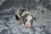 Rumor - BMM #2, a male Miniature Australian Shepherd for sale in Oakley, KS – 4 of 4