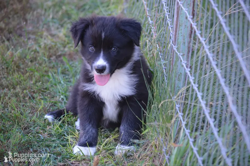 Ready - Black Bi #1 – Australian Shepherd puppy for sale in Oakley, KS