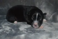 Rumor - Black Tri Female, a female Australian Shepherd for sale in Oakley, KS – 4 of 4