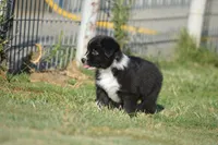 Ready - Black Bi #1, a male Australian Shepherd for sale in Oakley, KS – 3 of 3