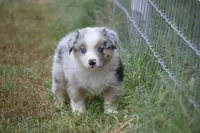 Rumor - BMM #1, a male Miniature Australian Shepherd for sale in Oakley, KS – 2 of 3