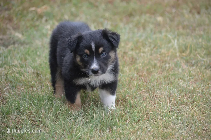 Rumor - Black Tri Female – Australian Shepherd puppy for sale in Oakley, KS