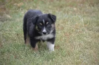 Rumor - Black Tri Female, a female Australian Shepherd for sale in Oakley, KS – 1 of 4