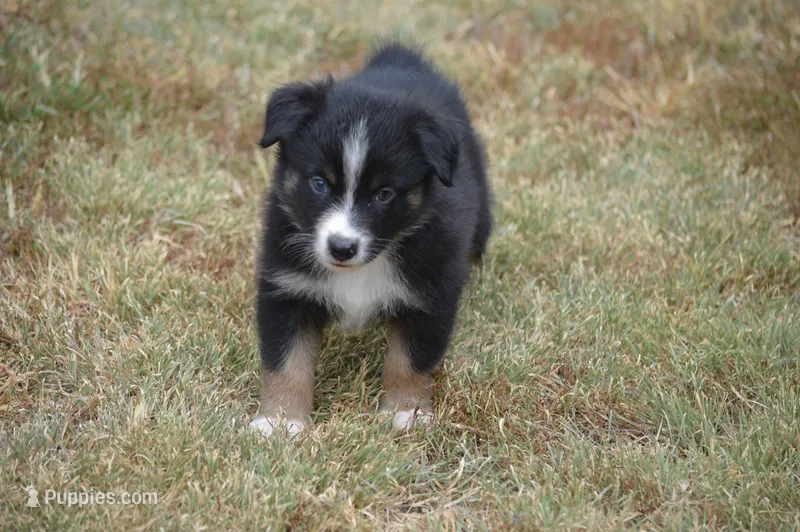 Rumor - Black Tri Male – Australian Shepherd puppy for sale in Oakley, KS