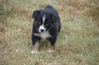 Rumor - Black Tri Male, a male Australian Shepherd for sale in Oakley, KS – 1 of 5