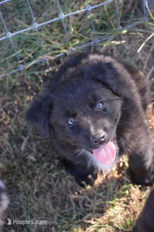 Ready - Black Bi boy #2 – Australian Shepherd puppy for sale in Oakley, KS