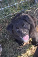 Ready - Black Bi boy #2, a male Australian Shepherd for sale in Oakley, KS – 1 of 5