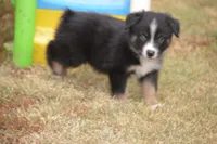 Rumor - Black Tri Male, a male Australian Shepherd for sale in Oakley, KS – 2 of 5