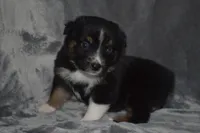 Rumor - Black Tri Female, a female Australian Shepherd for sale in Oakley, KS – 3 of 4
