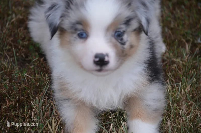 Rumor - BMM #1 – Miniature Australian Shepherd puppy for sale in Oakley, KS