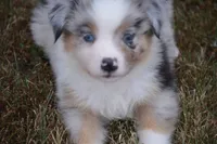 Rumor - BMM #1, a male Miniature Australian Shepherd for sale in Oakley, KS – 1 of 3