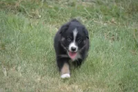 Rumor - Black Tri Male, a male Australian Shepherd for sale in Oakley, KS – 3 of 5