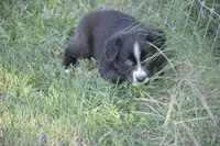 Ready Black Bi Female - Freckles, a male Australian Shepherd for sale in Oakley, KS – 2 of 6