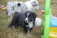 Rumor - Black Tri Male, a male Australian Shepherd for sale in Oakley, KS – 5 of 5