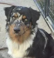 Ready Black Bi Female - Freckles, a male Australian Shepherd for sale in Oakley, KS – 5 of 6