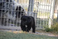 Ready - Black Bi boy #2, a male Australian Shepherd for sale in Oakley, KS – 3 of 5