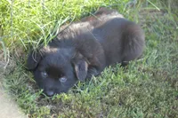 Ready - Black Bi boy #2, a male Australian Shepherd for sale in Oakley, KS – 2 of 5