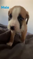 Saint Bernard mixes , a female Saint Bernard for sale in Toledo, OH – 2 of 5