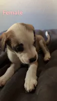 Saint Bernard mixes , a female Saint Bernard for sale in Toledo, OH – 5 of 5