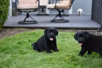 Pink Collar, a female Labrador Retriever for sale in Tualatin, OR – 5 of 6