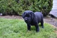 Pink Collar, a female Labrador Retriever for sale in Tualatin, OR – 4 of 6