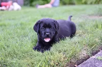 Pink Collar, a female Labrador Retriever for sale in Tualatin, OR – 1 of 6