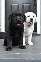 Pink Collar, a female Labrador Retriever for sale in Tualatin, OR – 6 of 6