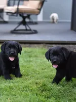 Pink Collar, a female Labrador Retriever for sale in Tualatin, OR – 3 of 6