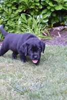 Pink Collar, a female Labrador Retriever for sale in Tualatin, OR – 2 of 6