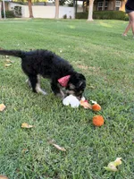 Red/Rocket, a male Alaskan Husky and Labradoodle for sale in Riverside, CA – 2 of 4