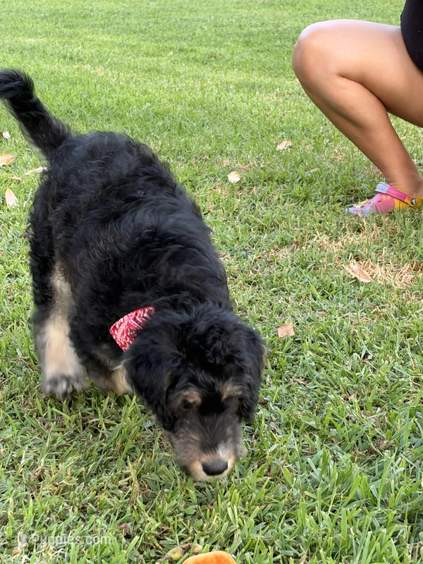 Red/Rocket – Alaskan Husky, Labradoodle puppy for sale in Riverside, CA
