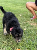Red/Rocket, a male Alaskan Husky and Labradoodle for sale in Riverside, CA – 1 of 4