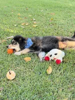 Blue/Reginald Singleton, a male Alaskan Husky and Labradoodle for sale in Riverside, CA – 3 of 4